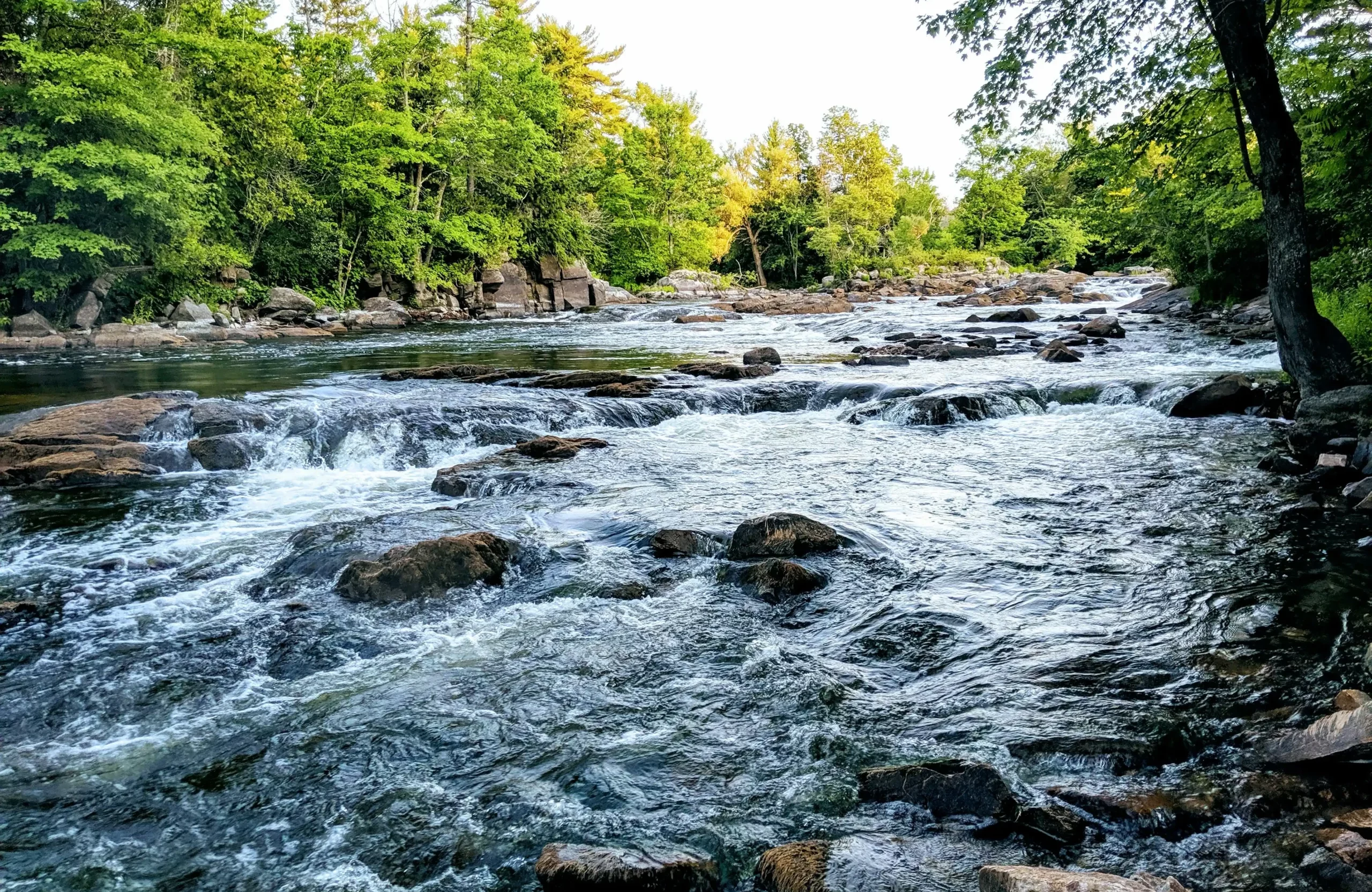 river in the middle of forest during daytime