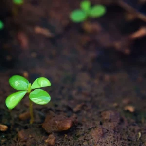 élément terre méditation